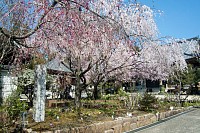 都指定天然記念物の枝垂れ桜