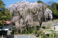 川井家の枝垂れ桜