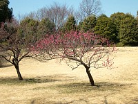 日本庭園の梅