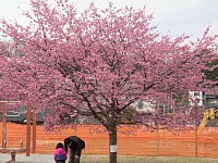 貝取ふれあい館の河津桜