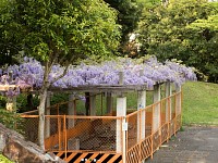 貝取第５公園の藤。藤棚が老朽化しているので立ち入り禁止