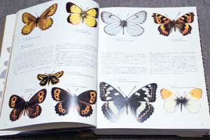 「美しいナイン」9種の高山蝶の紹介