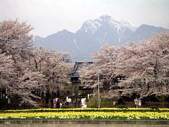 武川実相寺の山高の神代桜