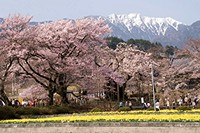 実相寺の神代桜とアサヨ峰