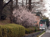 桜のように見える鎌倉街道沿いの木
