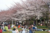 鶴牧東公園から奈良原公園あたりはびっくりするくらいの花見の宴の数・・・。