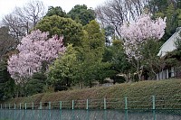川井家の隣家の桜