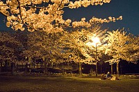 宝野公園・夜桜の宴