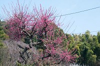 しだれ桜で地元では有名な川井家もまだ梅