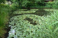 睡蓮の池の全景
