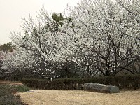 上柚木公園の郷戸地区の梅