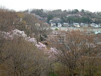 向いの山の桜は唐木田の道