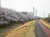 かなり長い桜並木。煙突まで0.5km