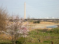 浅川と多摩川の合流地点