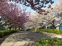 尾根緑道の八重桜