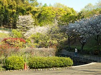 点検待ち中に鶴牧西公園で八重桜を見る