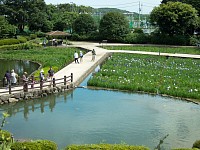 菖蒲の水無月園