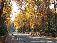 武蔵野陵参道の欅
