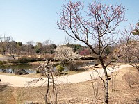 昭和記念公園　こもれびの池