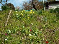 町田の谷戸には土手にチューリップが咲く