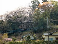 山桜も多い
