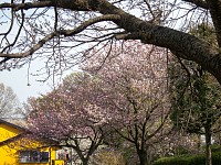 富士見広場。奥の八重桜は立派だが、こちら側からはそう見えない