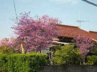 種入交差点の民家の八重桜はいつもきれい