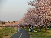 稲城大橋から是政橋まで2キロ以上の桜並木