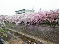 乞田川の桜も残っているが、まつりの提灯はもうない