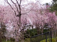 濃淡のピンクの枝垂桜がきれい