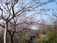 恩田川沿いの自転車・歩行者道。桜の種類はわからないな