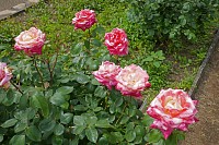 34