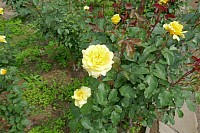 56