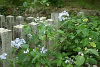 50