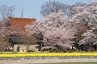 山高、実相寺の桜