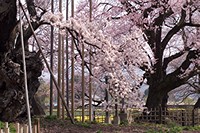 神代桜の本体は左の幹