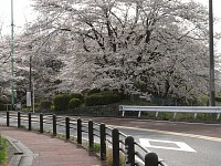 いろは坂の途中にある桜公園