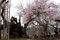 神代桜は左右に伸びる