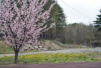 石堂付近の桜とたんぽぽ