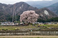 わに塚の桜。遠目で見てもでかい！