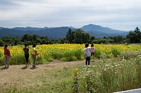 清泉寮、キープのひまわり畑。背景は茅ガ岳