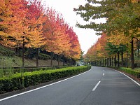 多摩ニュータウン　豊ヶ丘の紅葉