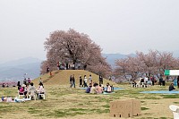古墳広場を眺める。桜は甲州蚕影桜（こうしゅうこかげざくら）という