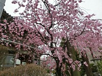常楽寺前の枝垂桜