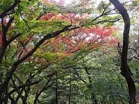 桜ヶ丘公園はこの樹くらい。まだ緑
