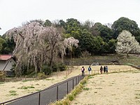 鶴牧西公園の枝垂れ桜とこぶし