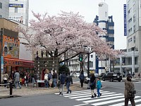 駅入り口の桜