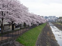 乞田川の桜の北端