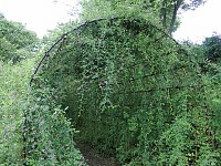 萩のトンネル