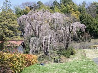 川井家の枝垂れ桜。見頃は今週ちゅうくらいか？